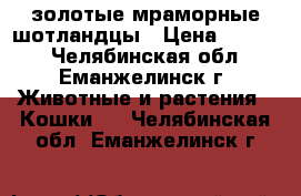 золотые мраморные шотландцы › Цена ­ 5 000 - Челябинская обл., Еманжелинск г. Животные и растения » Кошки   . Челябинская обл.,Еманжелинск г.